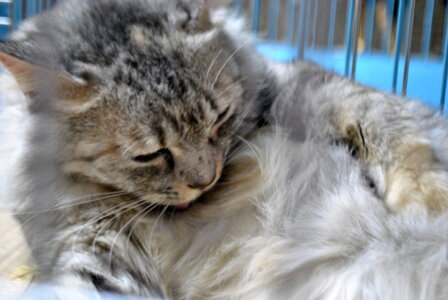 Pet Store Cat photo