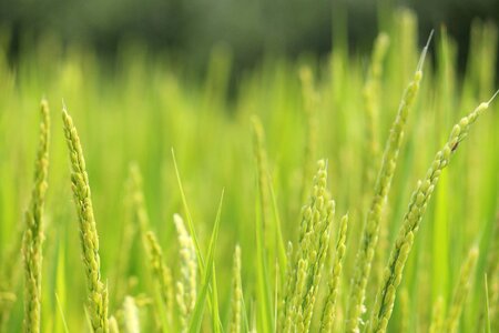 Agriculture cereal countryside photo