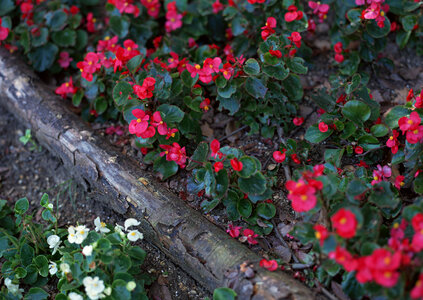 Red flowers in flowerpots on wood fence photo