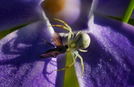 Animal arthropod beautiful
