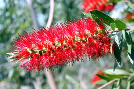 Australia color garden