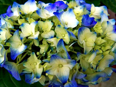 Hydrangea flower garden light blue