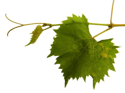 Wine wine leaf leaf