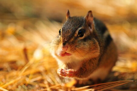 Wild squirrel adorable photo