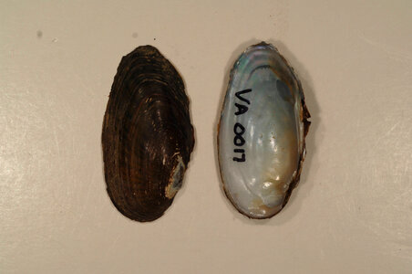 Villosa iris-2