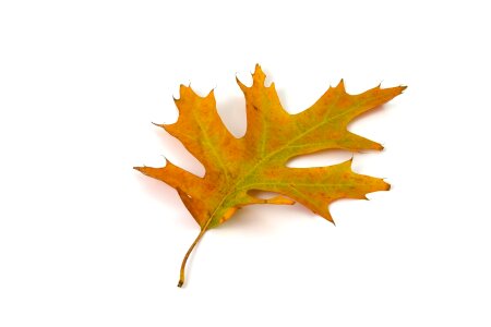 Autumn fall colorful