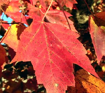 Autumn leaf maple photo