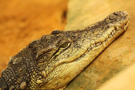 Nature animal world fauna
