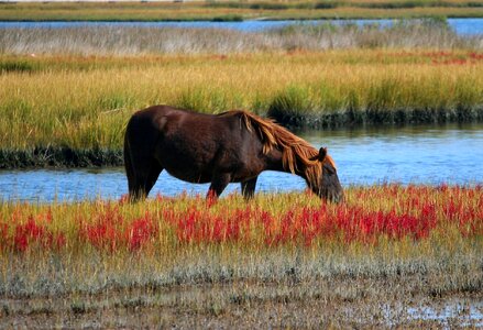 Swamp wildlife pony