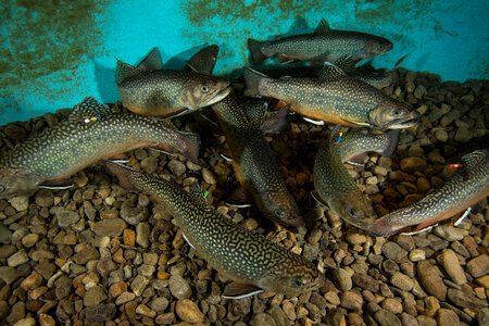 Brook trout-1 photo