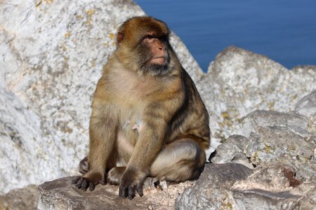 Animal world mammal free