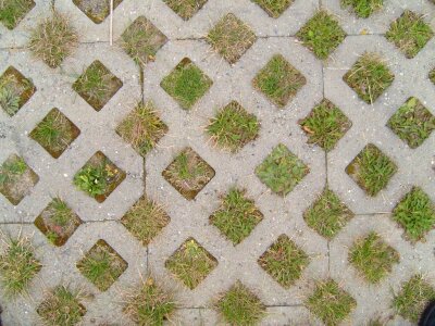 Grass Plants paving photo