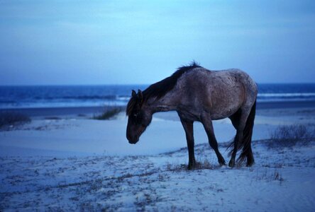 Going horse strand