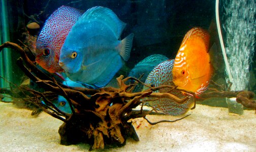 Aquarium fish tank water photo