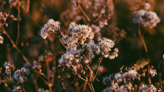 Beautiful bloom blooming