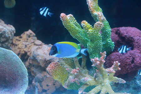 Coral Water Tank Fish