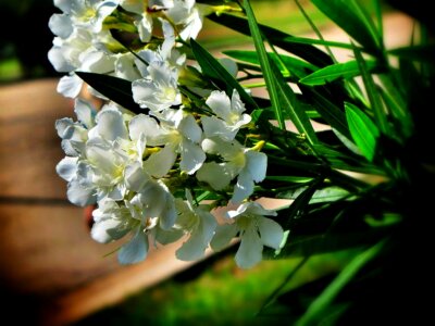 Blossom bloom petal