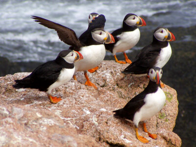Atlantic Puffins standing on rock photo