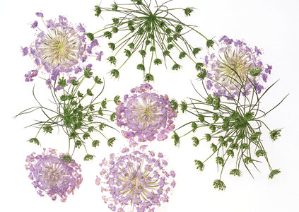summer flowers