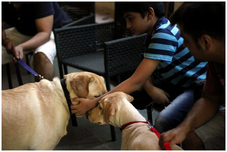 Kids Playing With Dogs photo