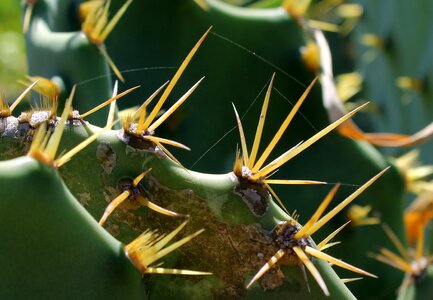 Thorns prickly plant vegetation photo