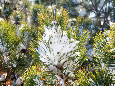 Pine Leaves Covered in Snow photo