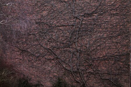 Entwine facade background
