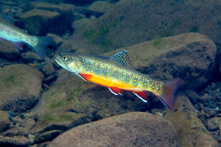 Brook trout-3