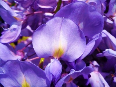 Purple flower acacia
