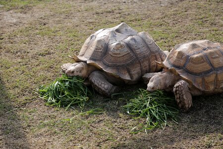 tortoise