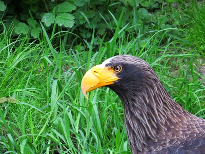 Bird of prey raptor bill photo