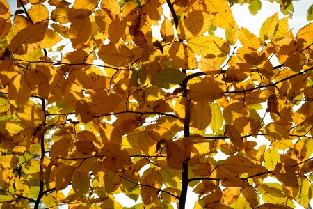 Leaves fall color yellow