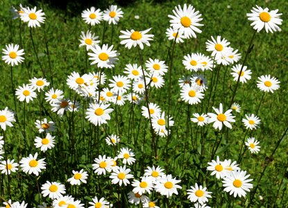 Bloom white wild flowers