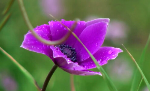 Purple Mountain Wildflower photo