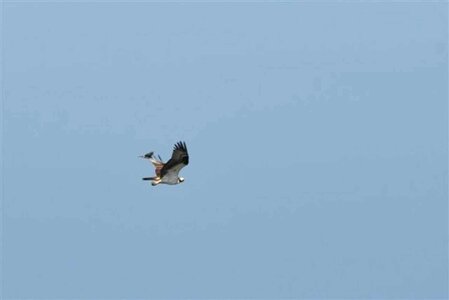 Bird blue blue sky