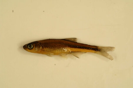 Lythrurus roseipinnis
