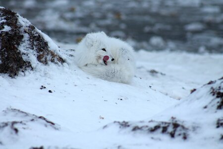 Animal cold wilderness photo