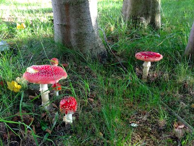 Autumn red fly agaric mushroom meadow photo