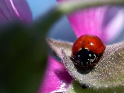 Bug ladybug red photo