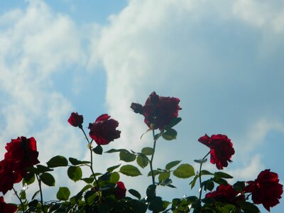 Red Roses and Blue Sky photo