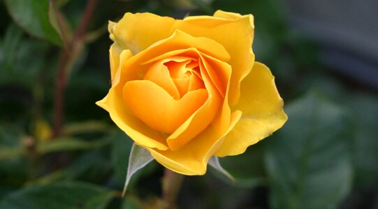 Yellow yellow rose blossom photo