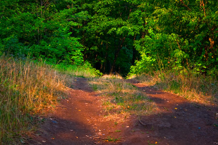 scene of nature