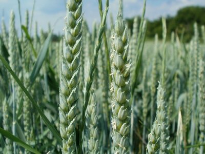 Head spica agriculture