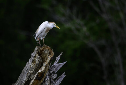 Cattle Egret photo