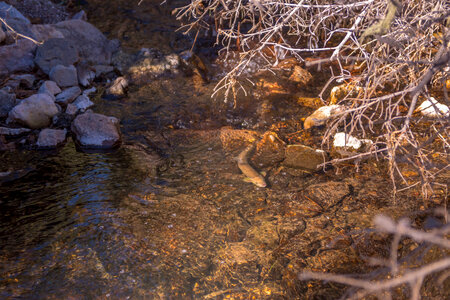 Gila trout-1 photo