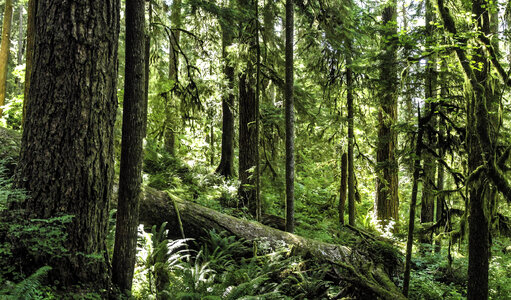 Forest at Olympic National Park, Washington photo