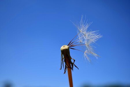 Beautiful Flowers blossom blue sky photo