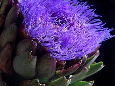 Beautiful Flowers blooming blossom