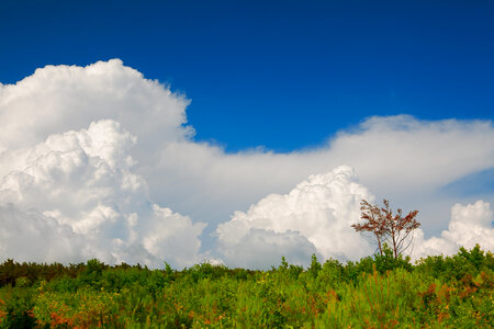 nature scene photo