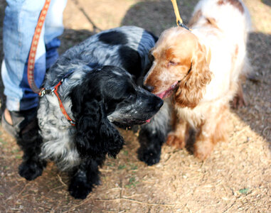 Two Spaniel Dogs